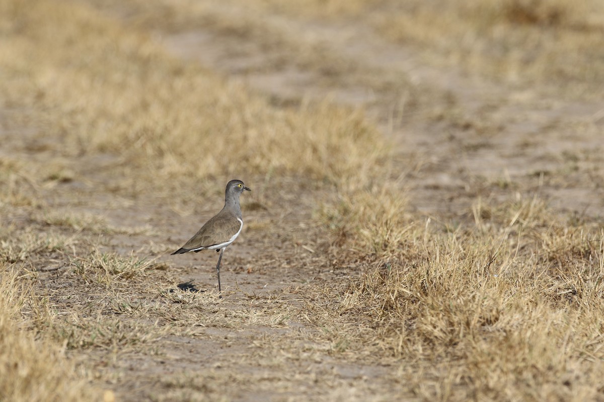 Senegal Lapwing - ML620665734