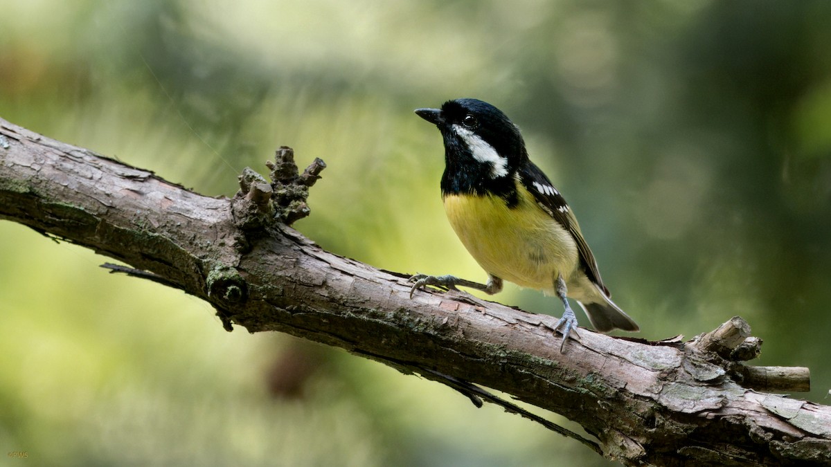 Yellow-bellied Tit - ML620665736