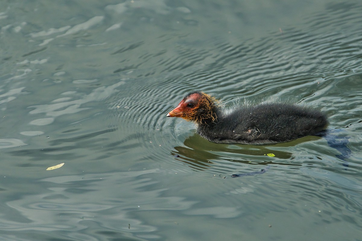 Eurasian Coot - ML620665737