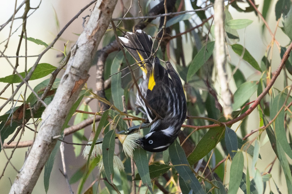 New Holland Honeyeater - ML620665740