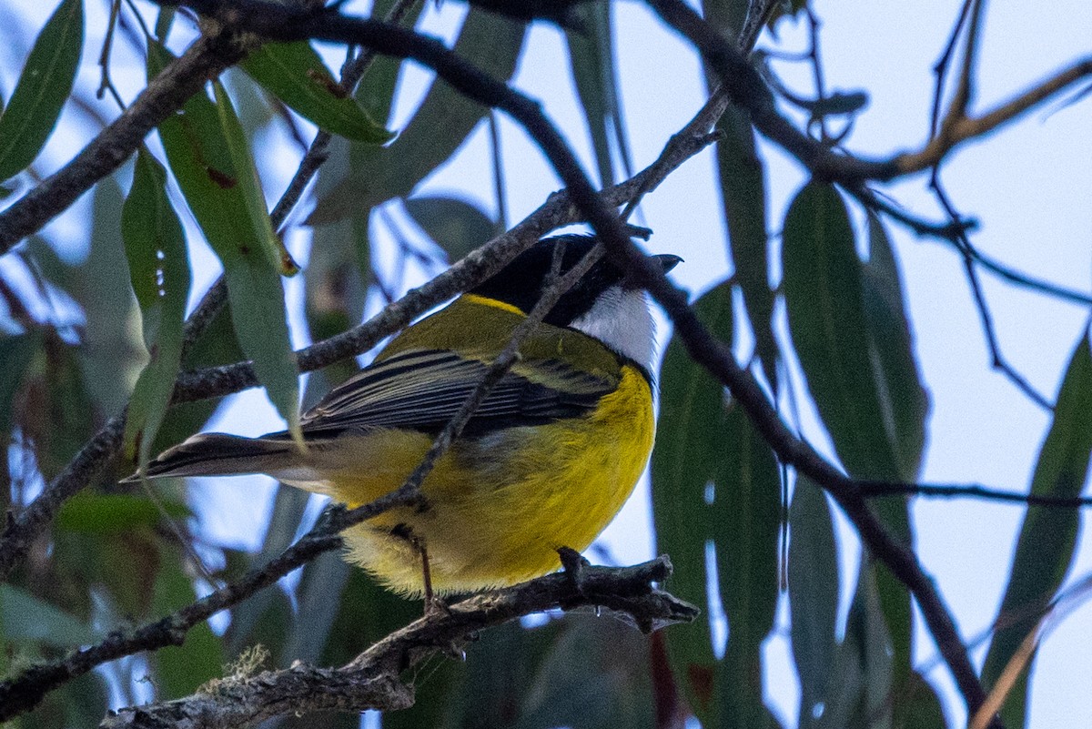 Golden Whistler - ML620665741