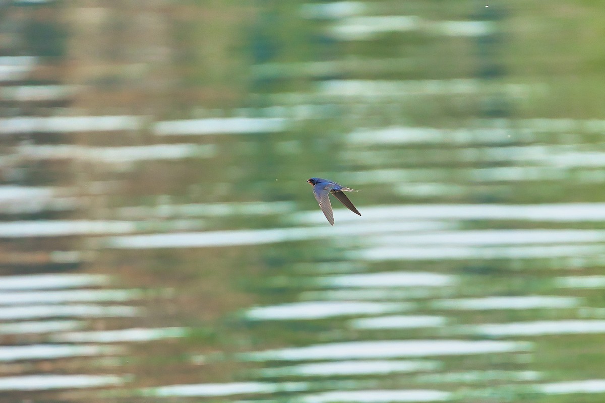 Barn Swallow - ML620665743