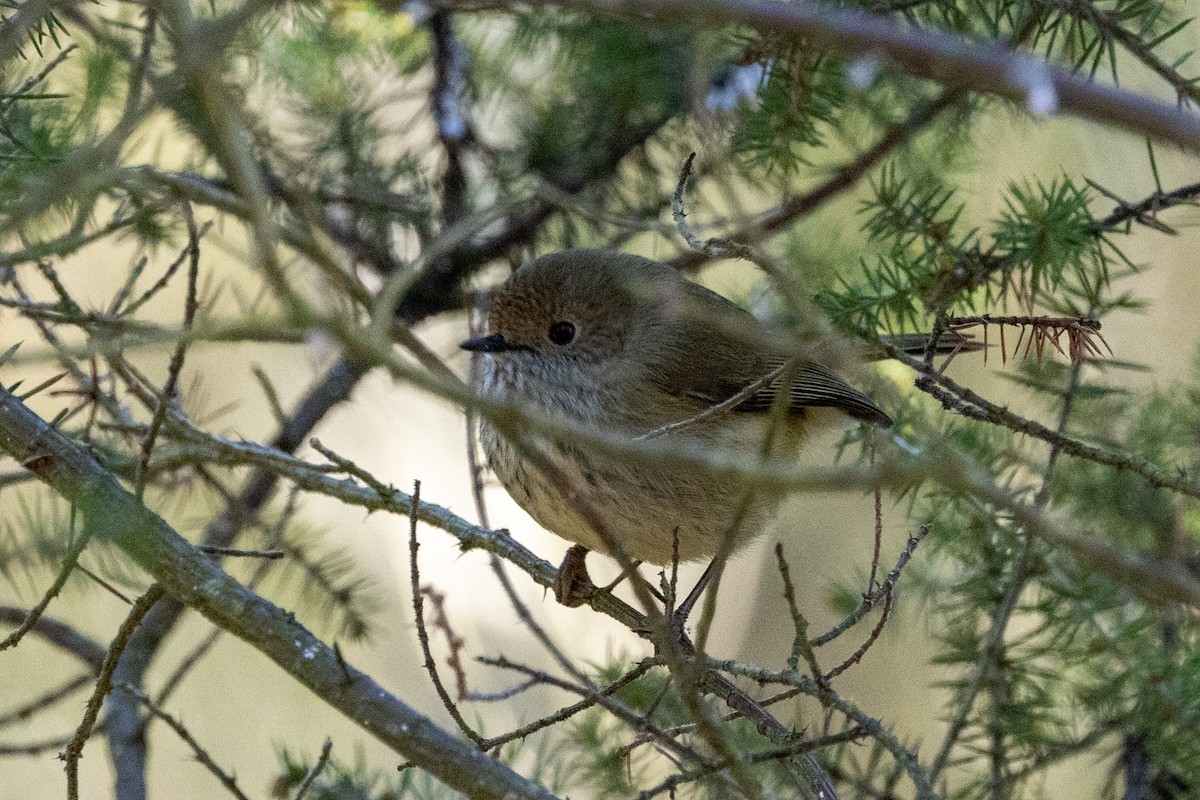 Brown Thornbill - ML620665744