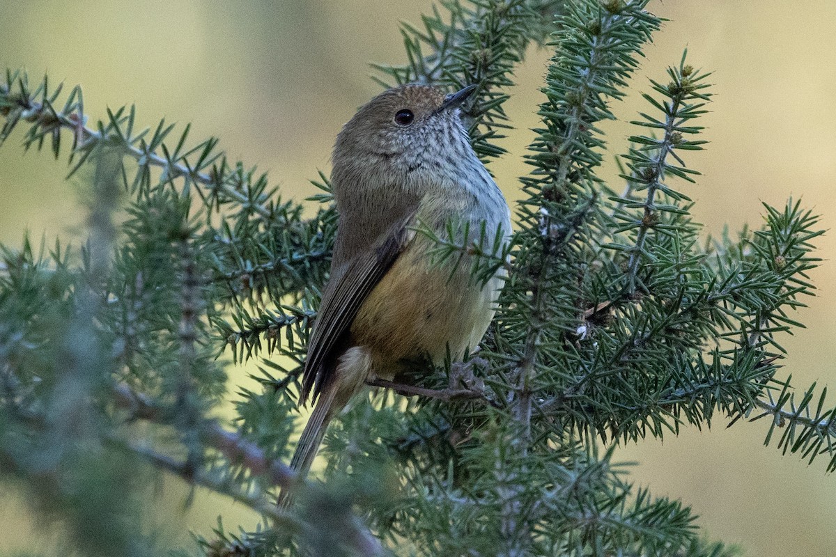 Brown Thornbill - ML620665745