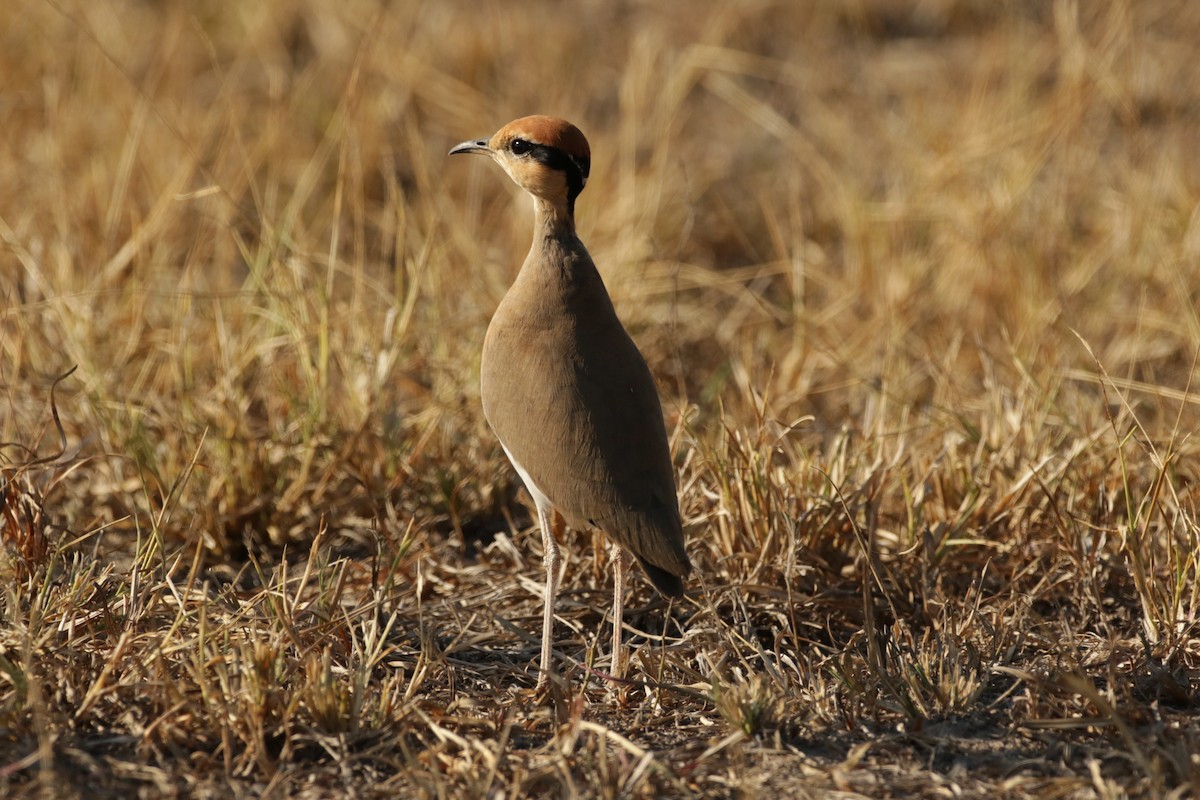 Temminck's Courser - ML620665746