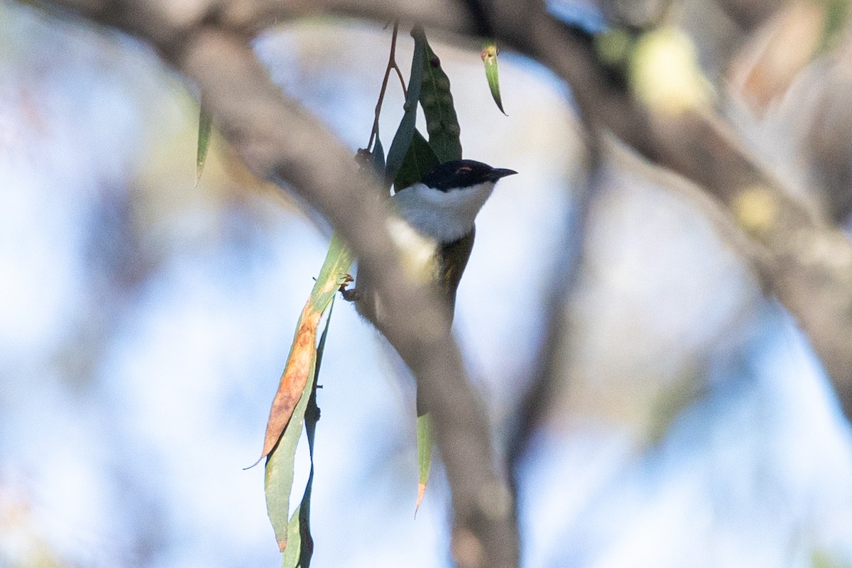 White-naped Honeyeater - ML620665747