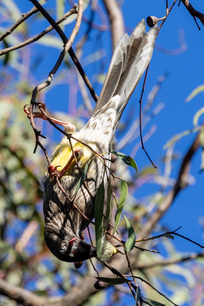 Red Wattlebird - Richard and Margaret Alcorn