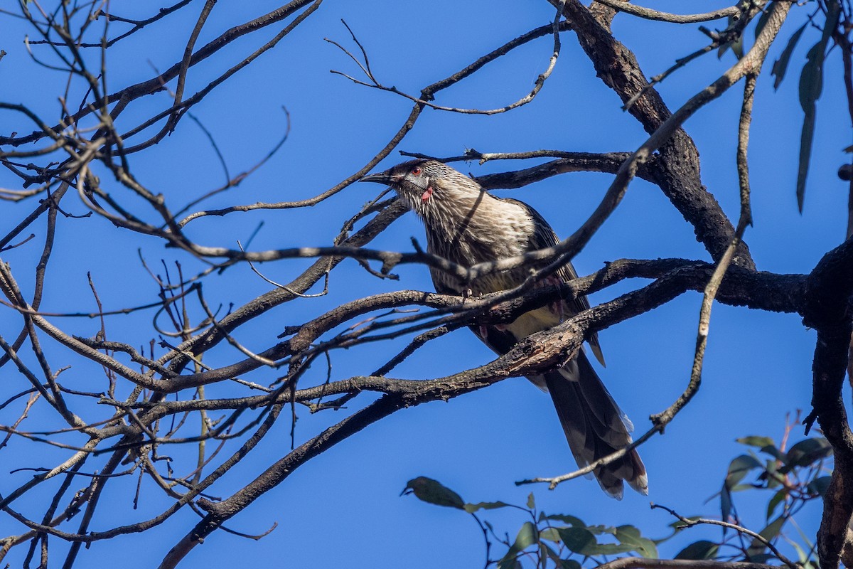 Red Wattlebird - ML620665751