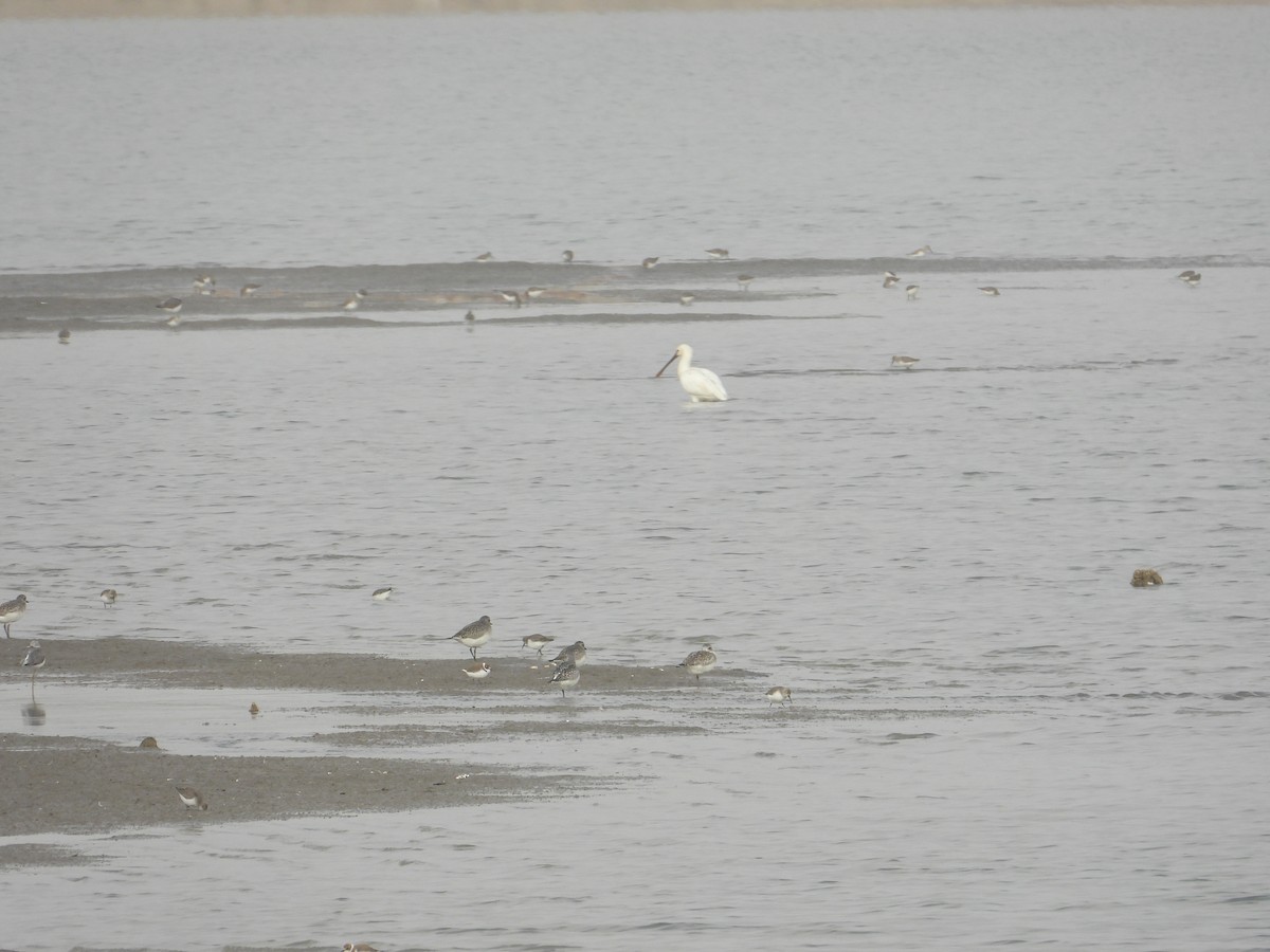 Black-bellied Plover - ML620665753