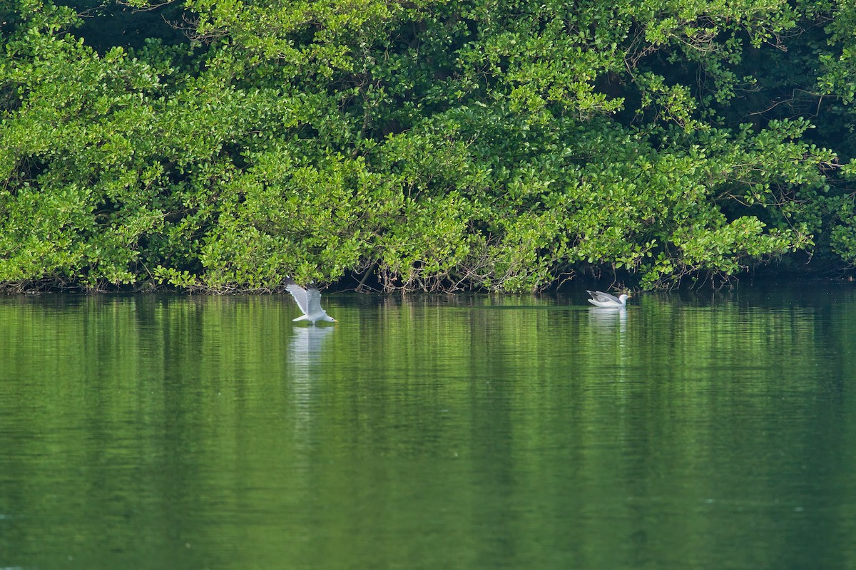 Yellow-legged Gull - ML620665754