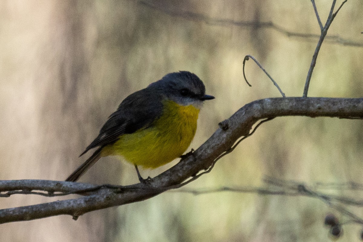 Eastern Yellow Robin - ML620665755