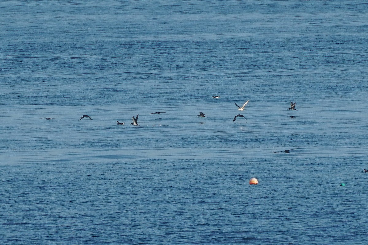 Puffin des Baléares - ML620665756