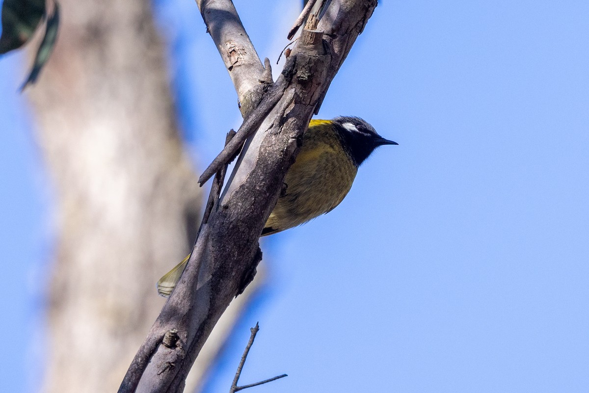 White-eared Honeyeater - ML620665759