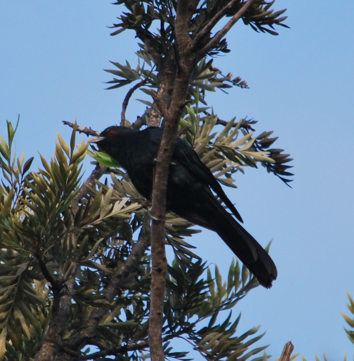 Asian Koel - ML620665763