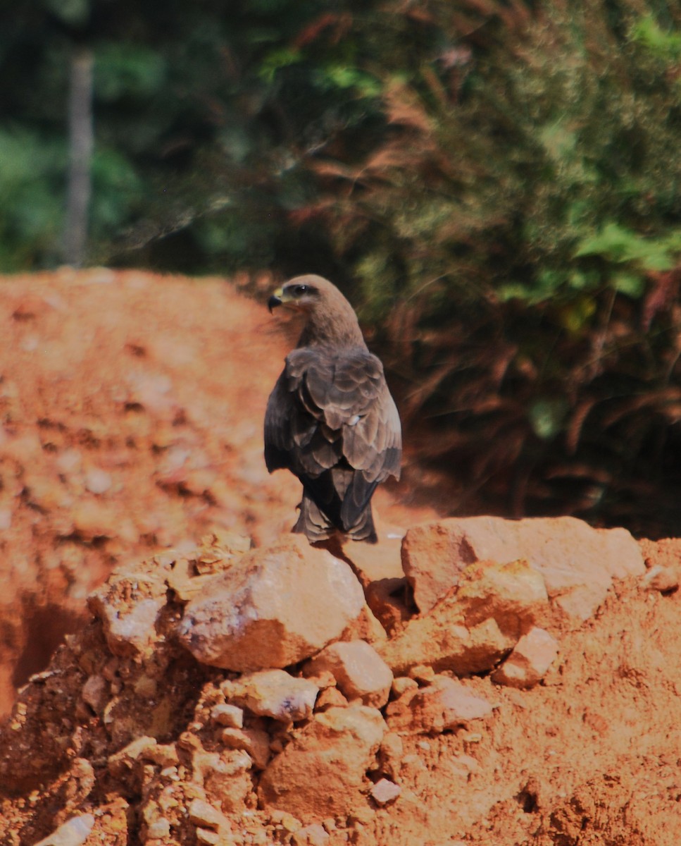 Black Kite - Christian Doerig