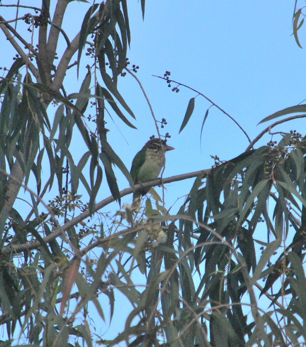 White-cheeked Barbet - ML620665767