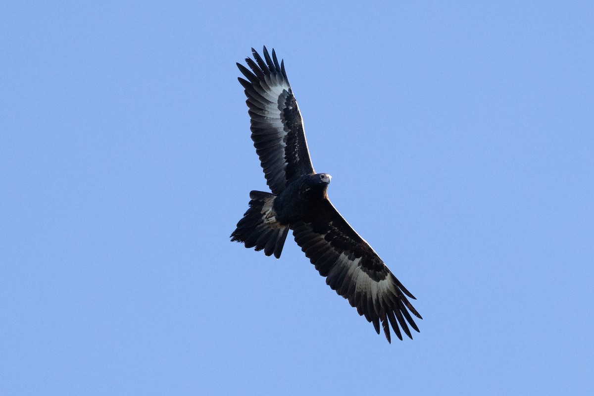 Wedge-tailed Eagle - ML620665769