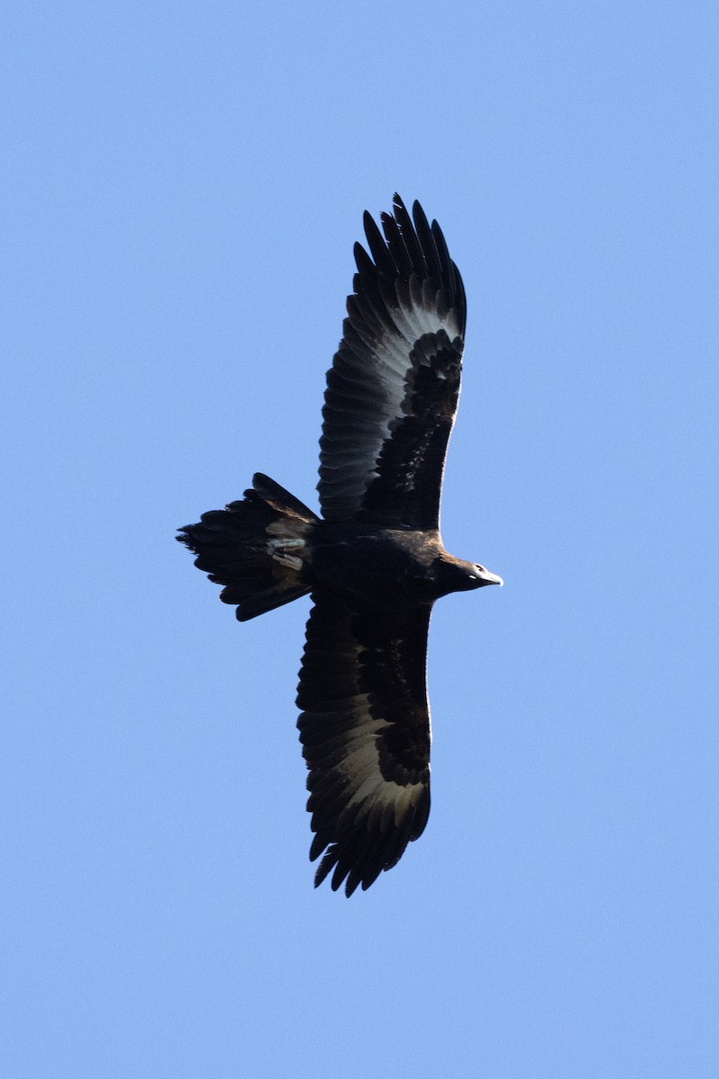 Wedge-tailed Eagle - ML620665770