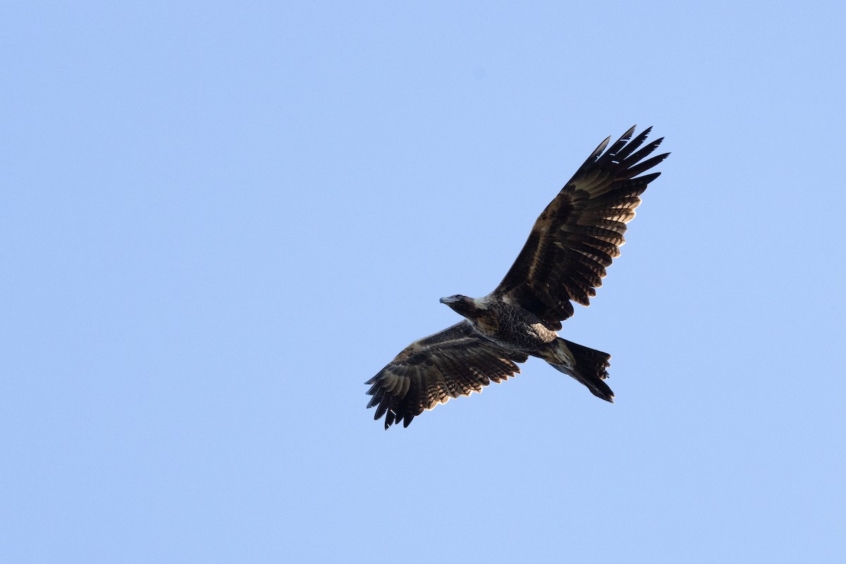 Águila Audaz - ML620665771