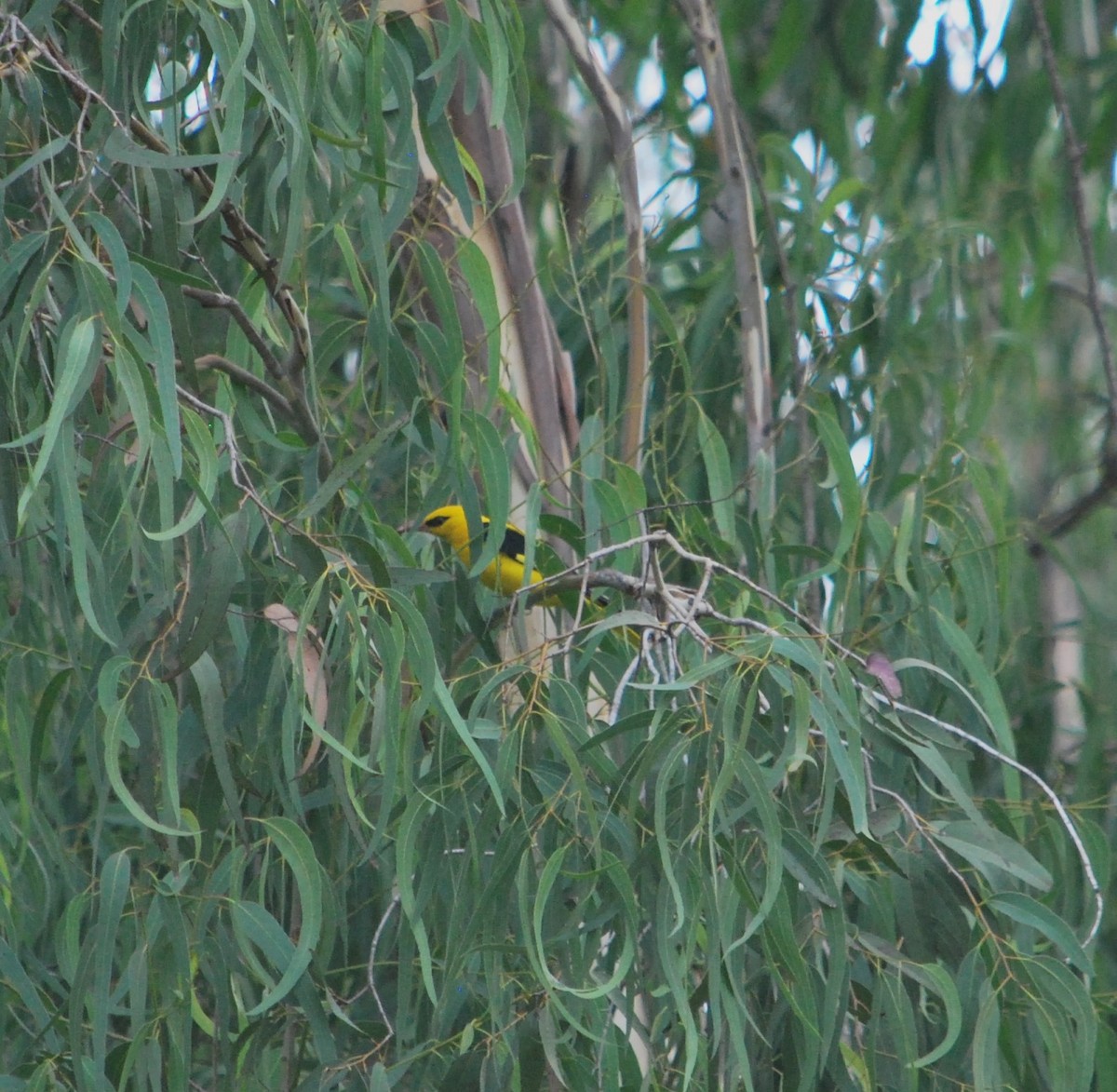 Indian Golden Oriole - ML620665772