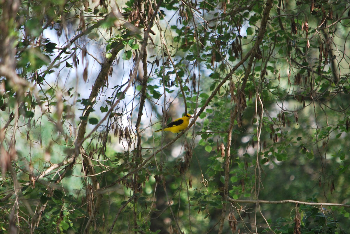 Black-naped Oriole - ML620665774