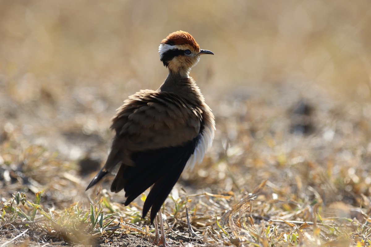 Temminck's Courser - ML620665775