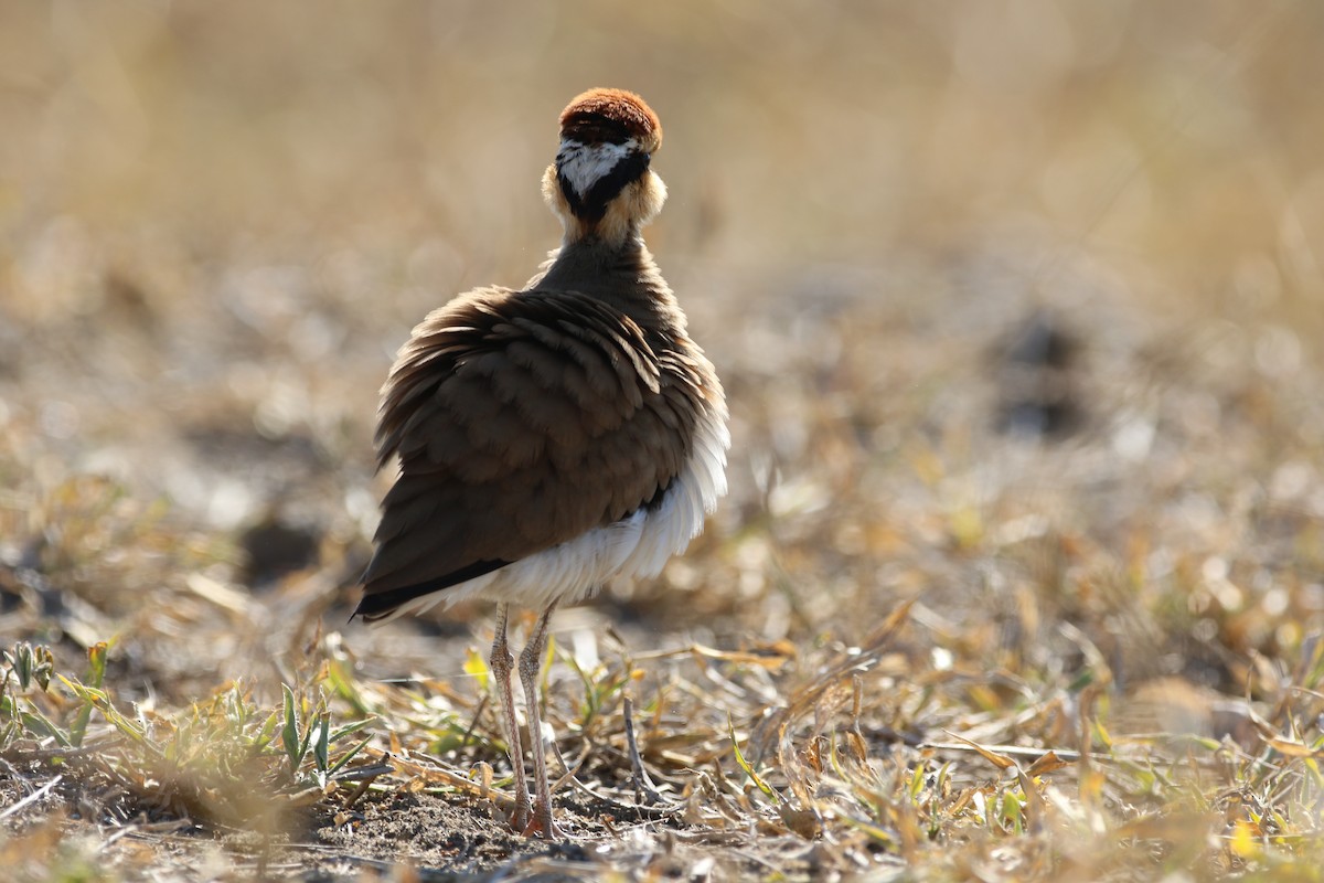 Temminck's Courser - ML620665777