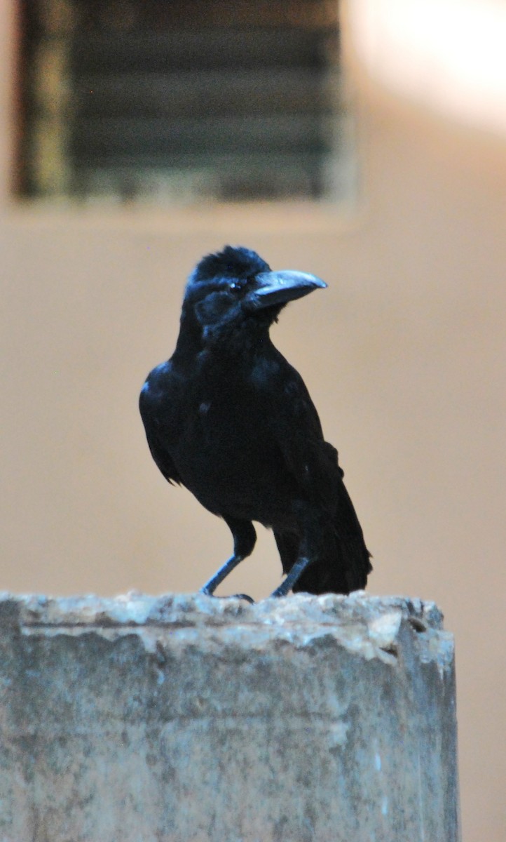 Large-billed Crow - ML620665780