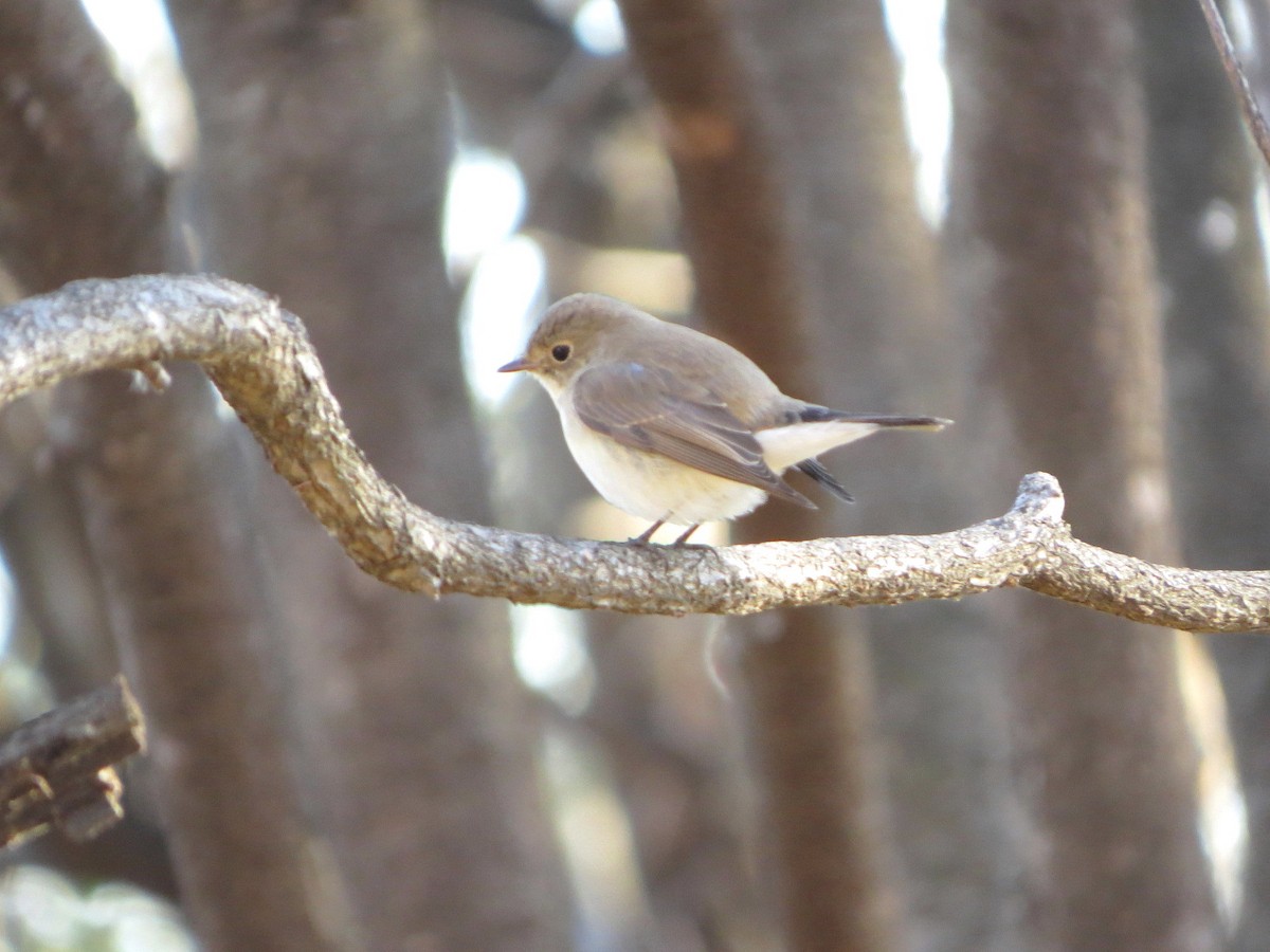 Red-breasted Flycatcher - ML620665781