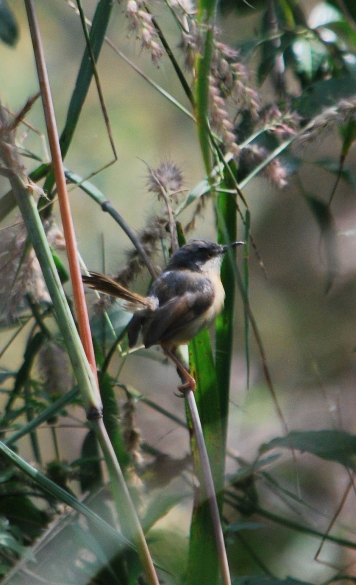 Ashy Prinia - ML620665783