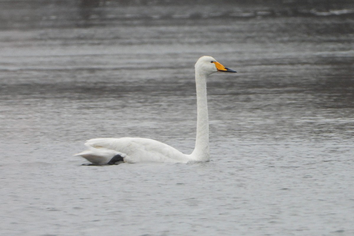 Whooper Swan - ML620665784