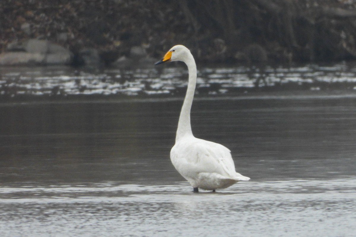 Whooper Swan - ML620665786