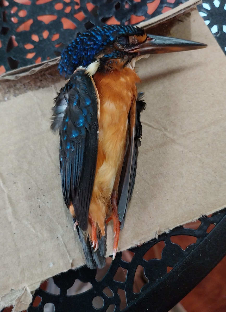 Blue-eared Kingfisher - ML620665787