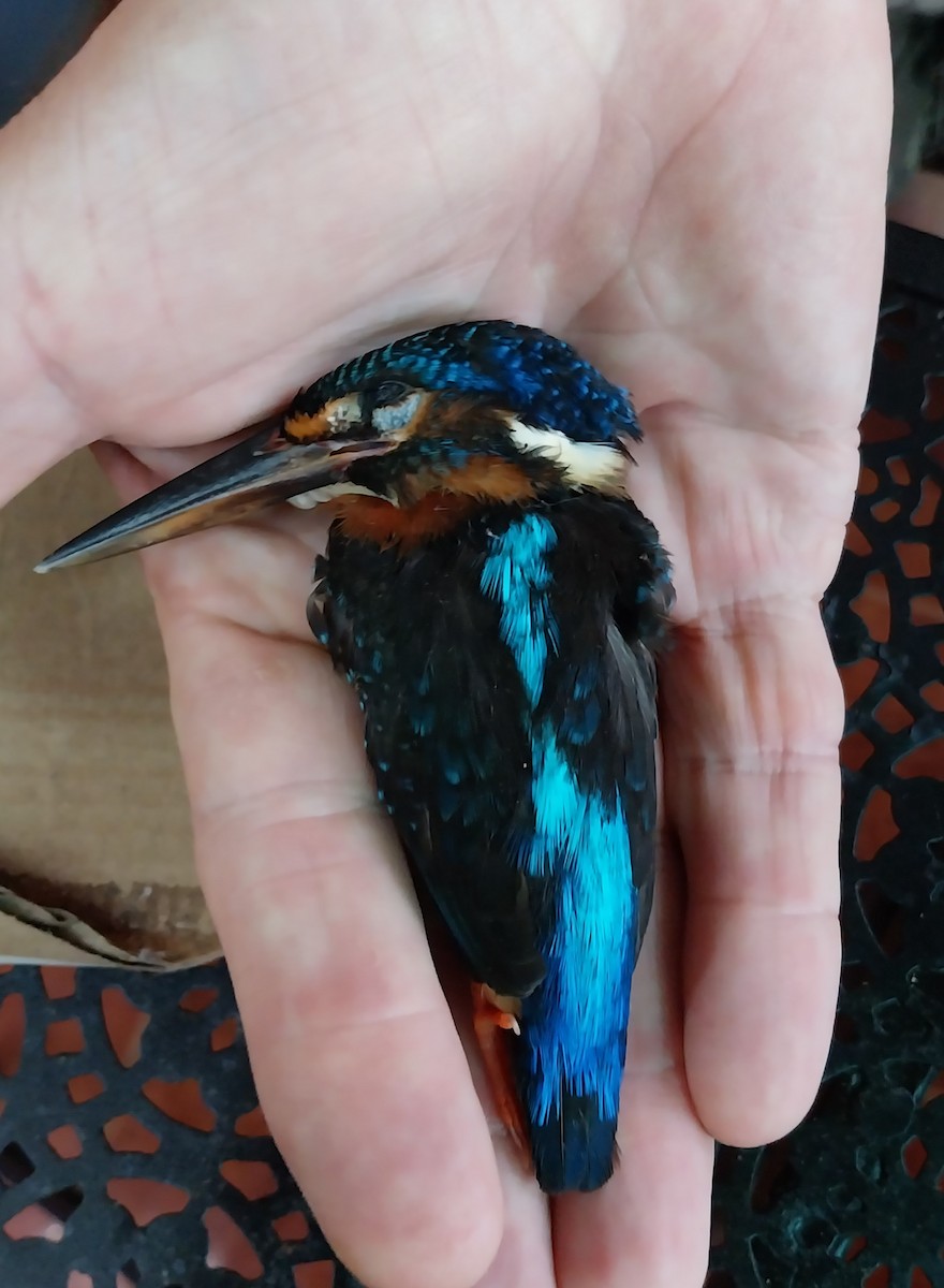 Blue-eared Kingfisher - ML620665788