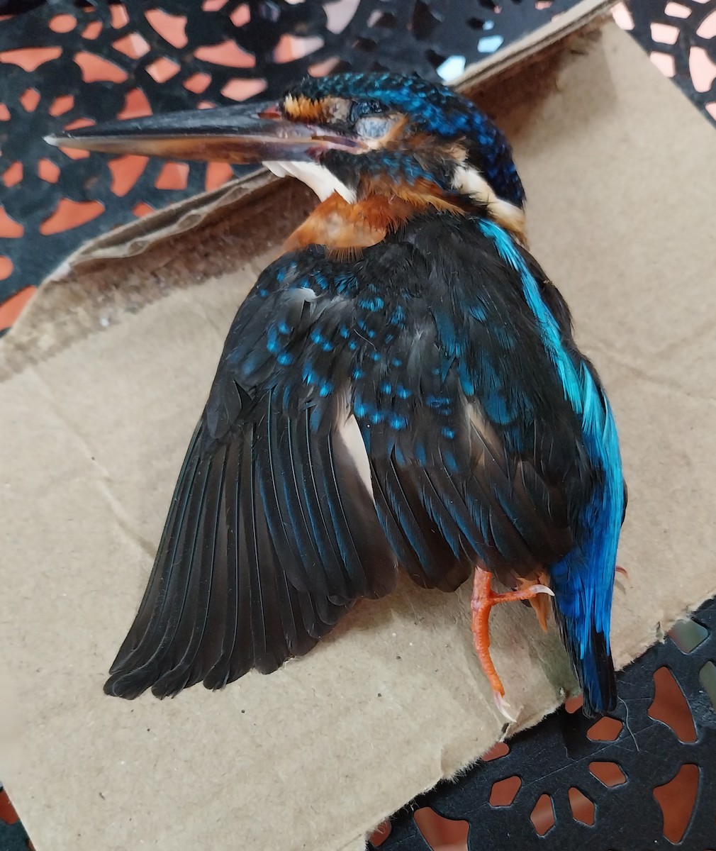 Blue-eared Kingfisher - ML620665789