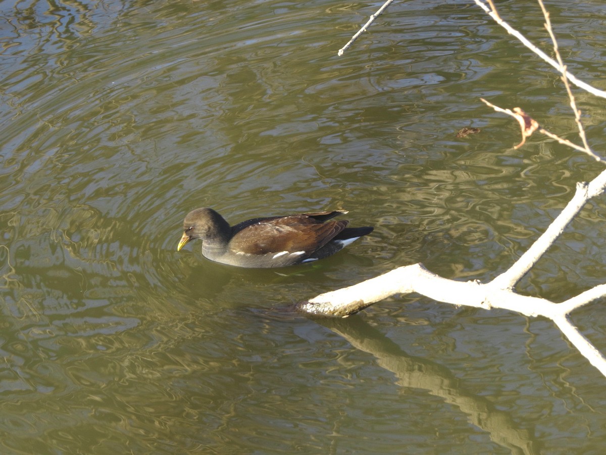 Eurasian Moorhen - ML620665793