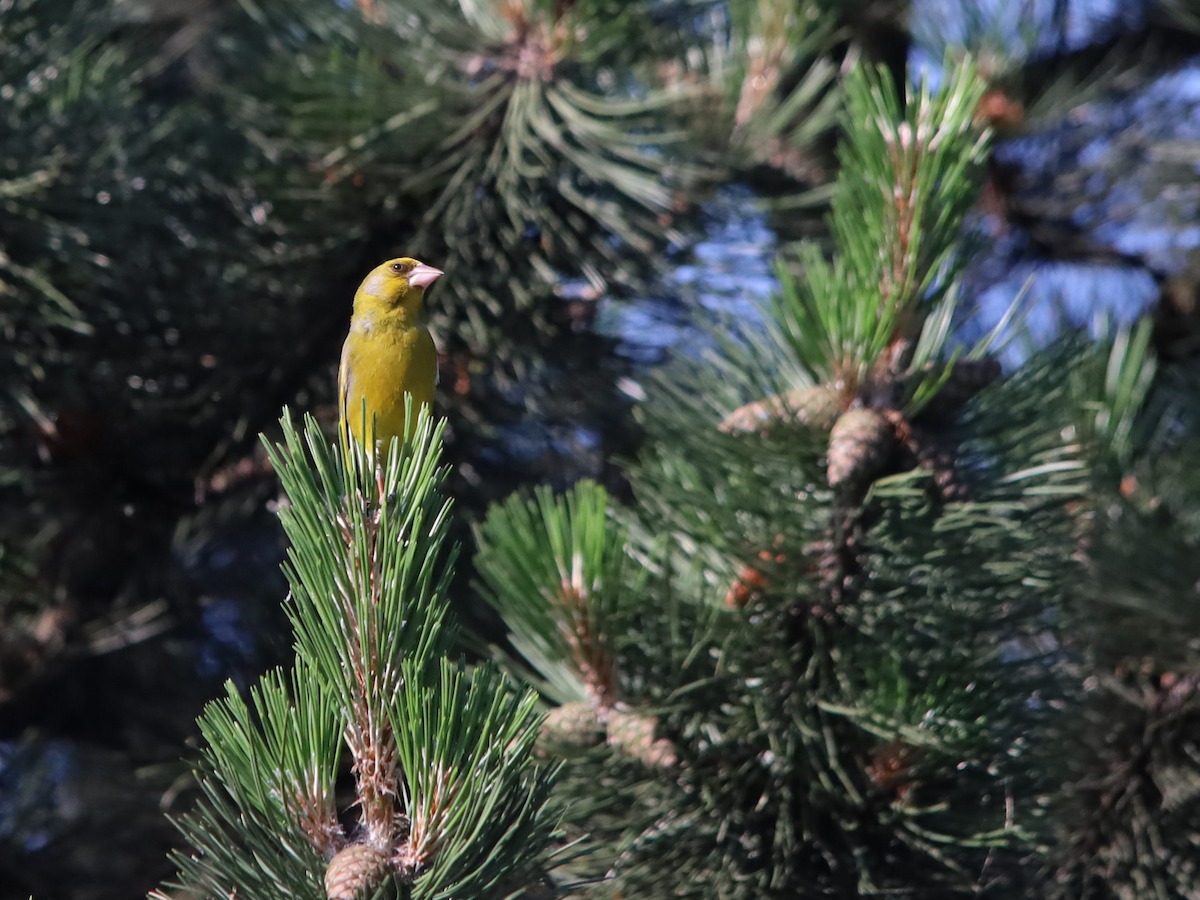 European Greenfinch - ML620665796