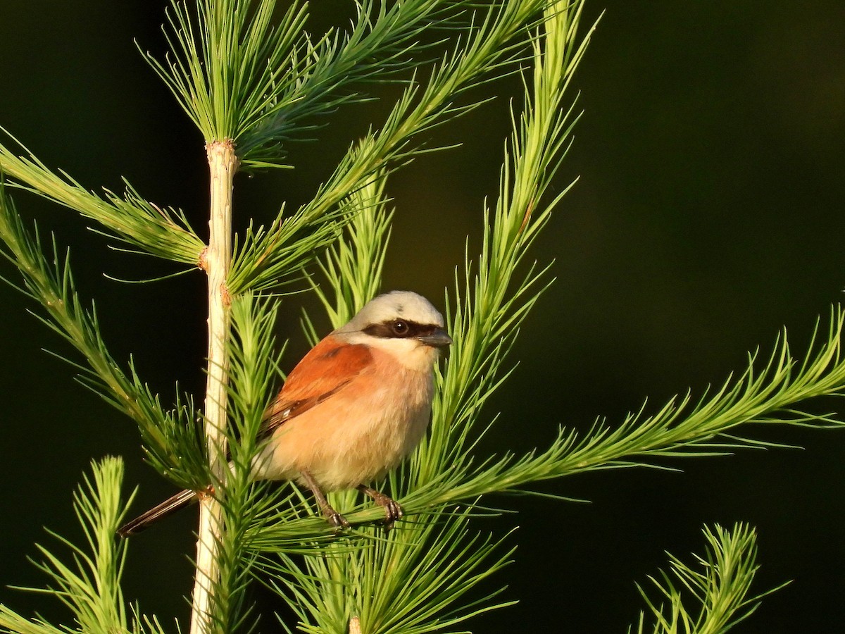 Red-backed Shrike - ML620665797