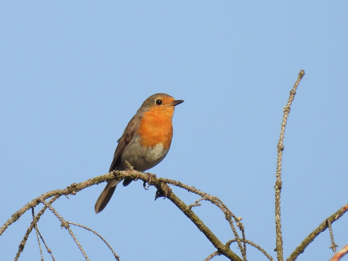 European Robin - ML620665803