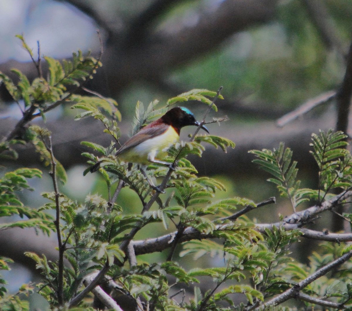 Purple-rumped Sunbird - ML620665805