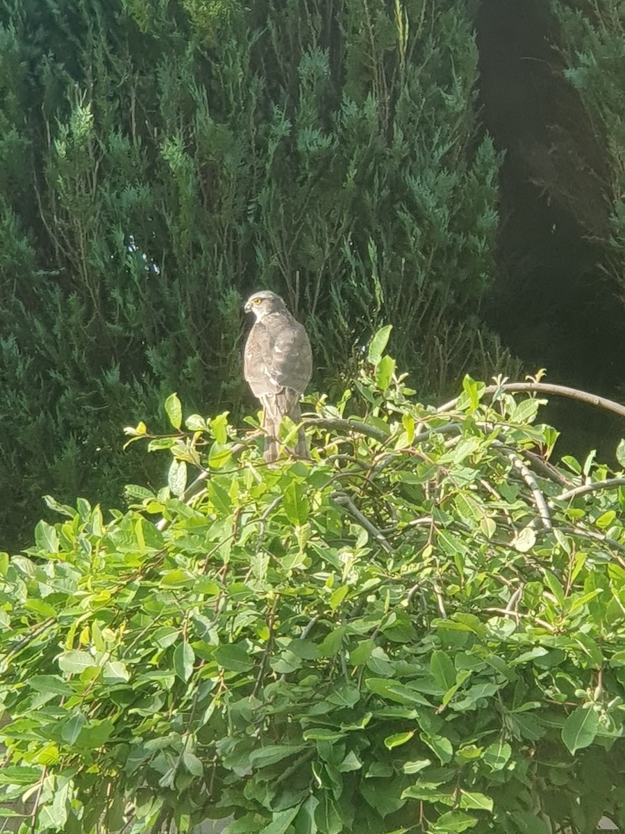 Eurasian Sparrowhawk - ML620665808