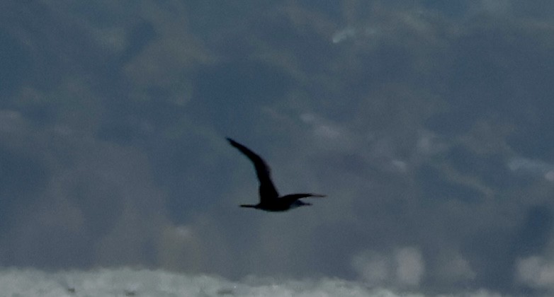 Red-footed Booby - Kerr Brad