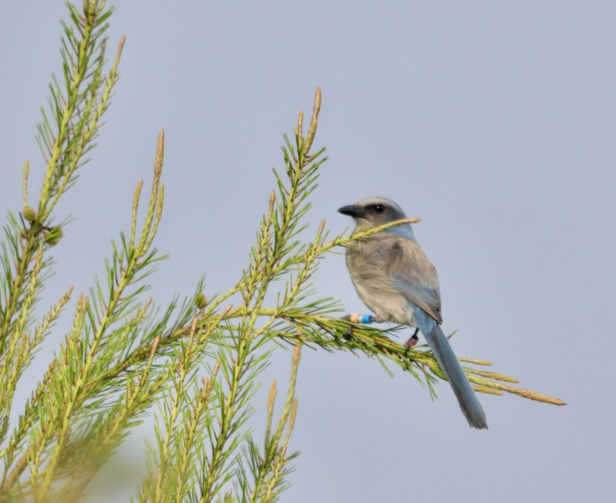 Florida Scrub-Jay - ML620665813