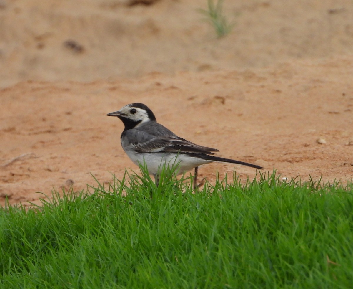 White Wagtail (White-faced) - ML620665815