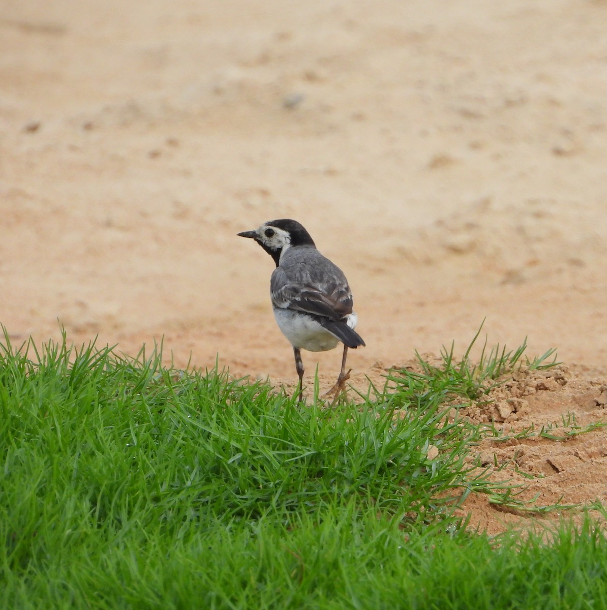 White Wagtail (White-faced) - ML620665816