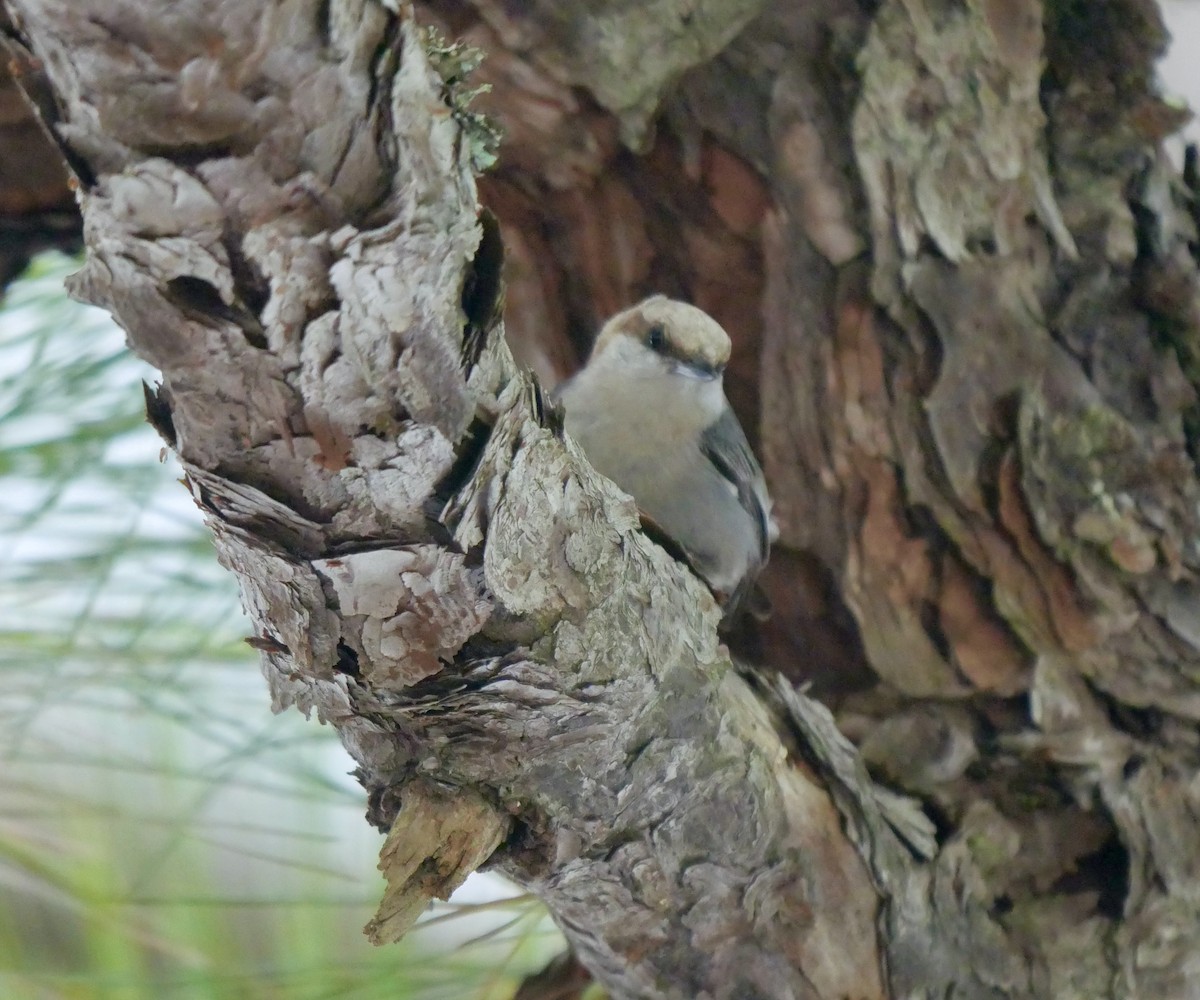Brown-headed Nuthatch - ML620665817