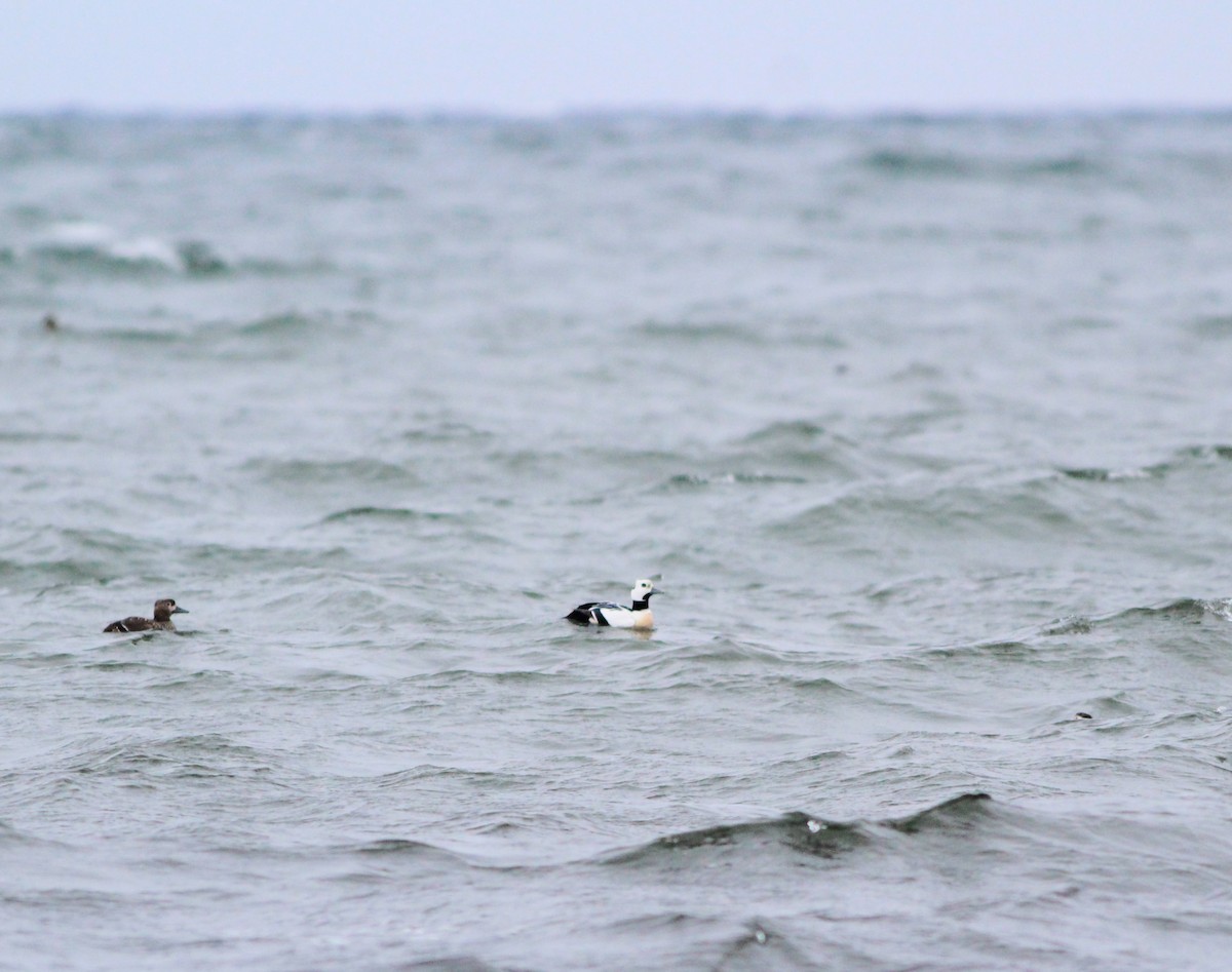 Steller's Eider - ML620665818