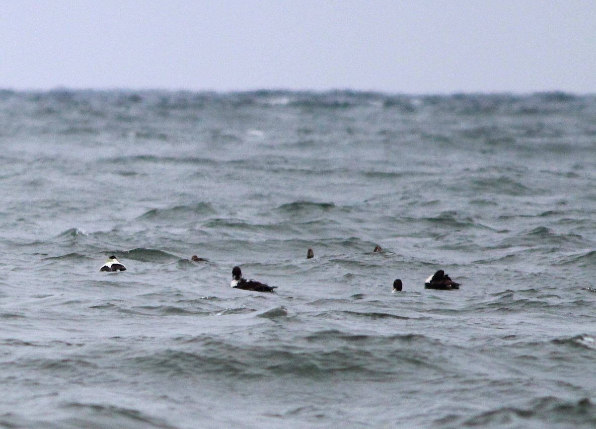 King Eider - ML620665820