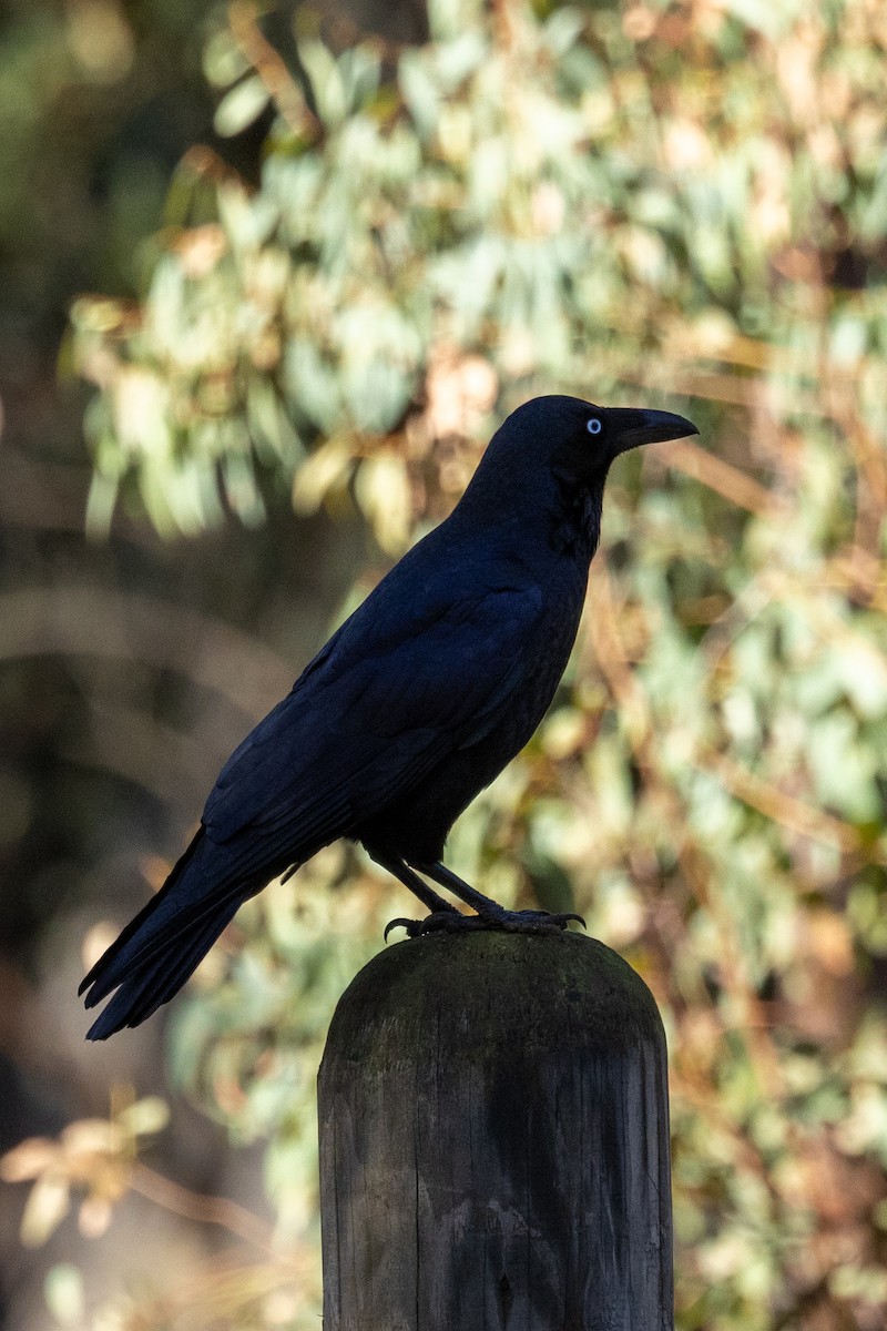 Corbeau de Tasmanie - ML620665822