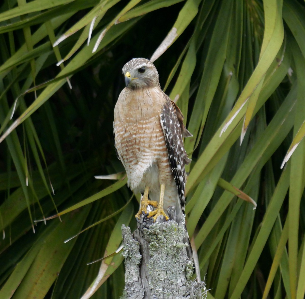 Red-shouldered Hawk - ML620665823